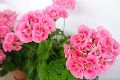 7 savjeta za kupovinu pelargonija koje će bujno cvjetati
