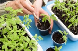 Šta je pikiranje paradajza i kako se izvodi?