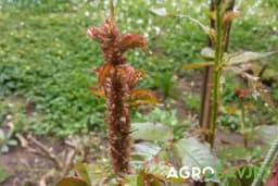 Ovi PRIRODNI PREPARATI držaće BILJNE VAŠI daleko od vaših biljaka