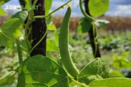 Otkrijte tajne uspješne proizvodnje boranije: od sjetve do berbe