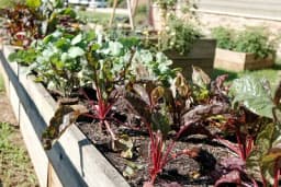 Koje biljke se međusobno ne podnose?