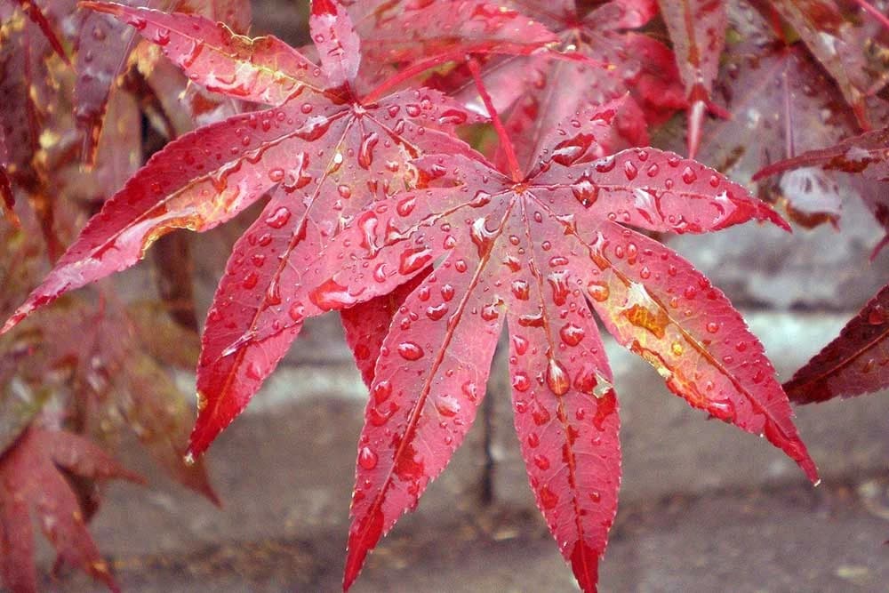 Kako uzgojiti predivna stabla u posudama - Zaštitite se od pogleda i na najmanjem balkonu