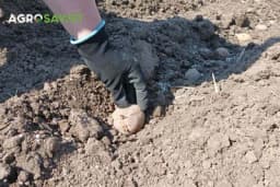 Kako uzgojiti savršen krompir: Ključni zemljišni uslovi za visoke prinose