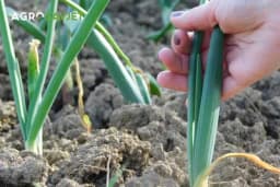 Sezona je mladog luka: Zašto biste ga trebali uvrstiti u svoju ishranu