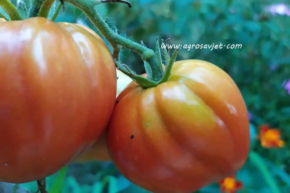 paradajz