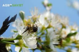 Pčele kao nezamjenjivi oprašivači: Uticaj oprašivanja na prinos i kvalitetu voća