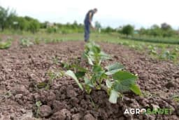 Sadnja/sjetva povrća prema mjesečevom kalednaru za april 2023. godine