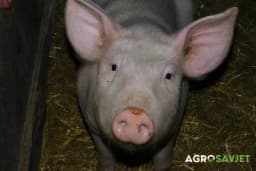 Mjere dezinfekcije u svinjogojstvu