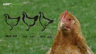 Jaja, meso ili oboje: Kako odabrati kokoške koje odgovaraju vašim potrebama!