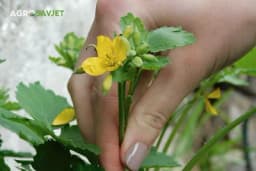 Ljekovita svojstva ruse u narodnoj i savremenoj medicini