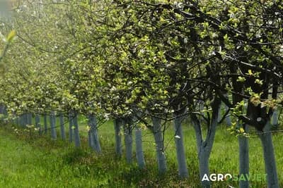 Savršen voćnjak - Kako odabrati oprašivače za optimalne rezultate?