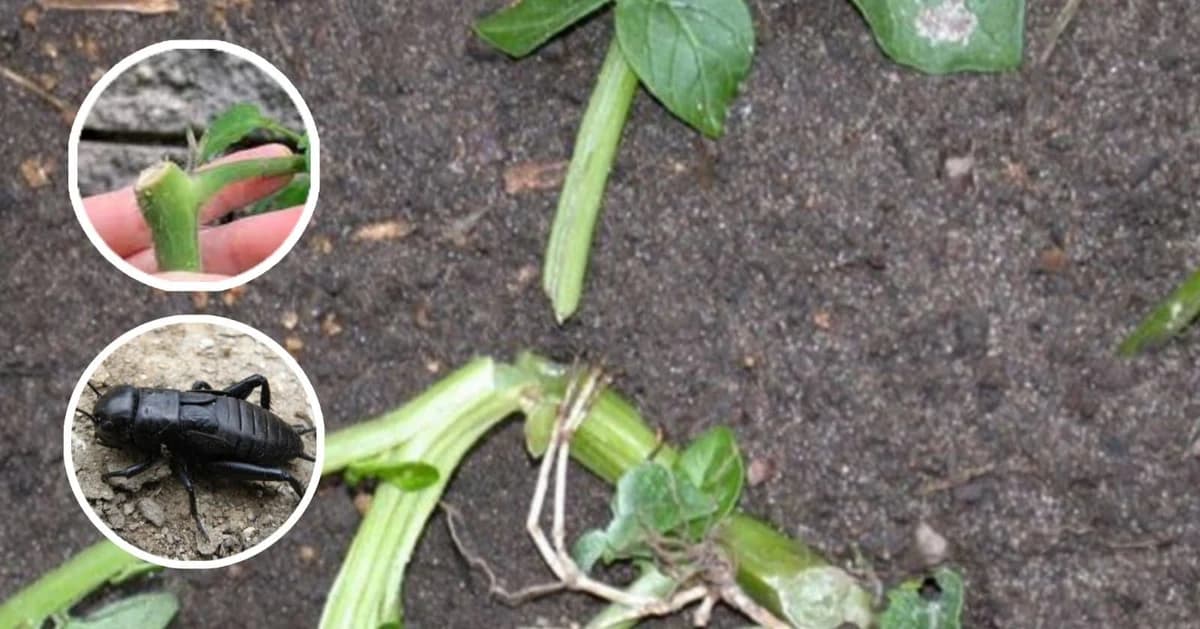 štete na povrću i voću od popca