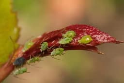 STAVITE OVO BLIZU CVIJEĆA I BILJNE VAŠI ĆE SAME BJEŽATI: Veoma je JEFTINO, nikada nećete imati problema