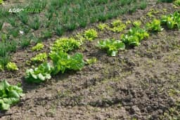 JOD JE PRAVI "LIJEK" ZA BAŠTU: Spašava biljke od truljenja, gljivičnih infekcija i pepelnice