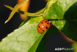Prirodna zaštita usjeva: Smanjite korištenje pesticida uz pomoć bubamara