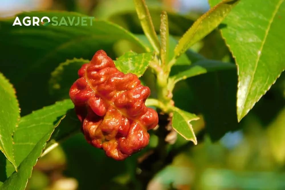 kovrdžavost lišća breskve