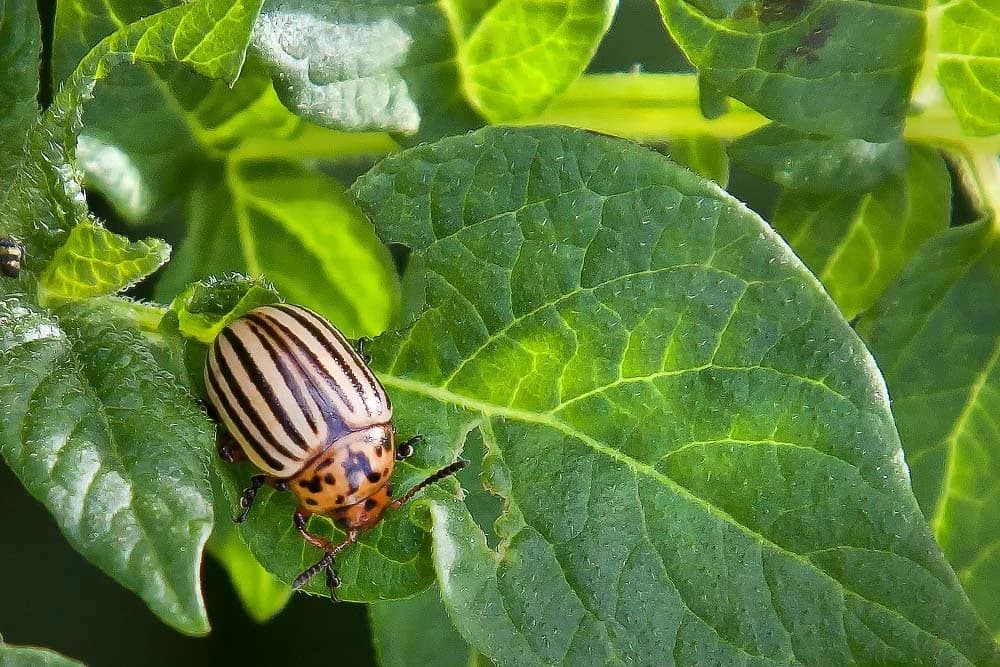 krompirova zlatica na listu