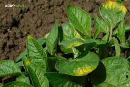 Borba protiv plamenjače krompira: Ekološki pristup za suzbijanje bolesti