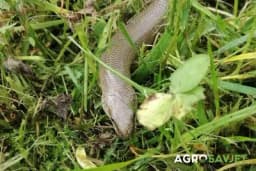 Postavite samo jednu stvar u dvorište i zmije će bježati glavom bez obzira