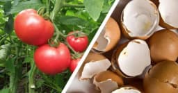 ČAJ od LJUSKI JAJA: Čudotvorna, naučno dokazana PRIHRANA za PARADAJZ