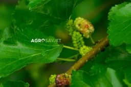 Kako se priprema sok od duda?