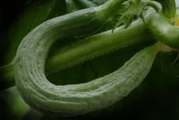 Zakrivljeni plodovi krastavaca: Zašto dolazi do ove pojave i da li je možemo izbjeći?