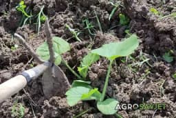 Otkrijte prednosti okopavanja u uzgoju povrća: Savjeti za uspješan vrt