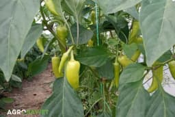 Ove tri biljke nipošto nemojte SADITI pored PAPRIKE: Mogu dovesti do potpunog SUŠENJA BILJKE