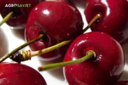 Čaj od peteljki trešanja: Otkrijte ljekovita svojstva i pripremite ga kod kuće