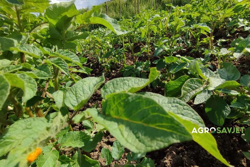 plamenjača krompira