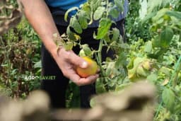 Opadanje plodova paradajza: 4 glavna faktora koji utiču na ovaj problem