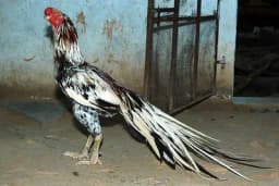 Asil - Jedna od najagresivnijih rasa živine