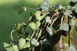 Kako uspješno gajiti bršljan u saksijama