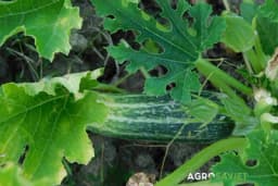 Listovi tikvice i tikvenjača: Savršena prihrana ZA KRUPNIJE plodove PARADAJZA (RECEPT)