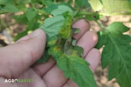 ŠTETOČINE prijete PARADAJZU zbog tropskih temperatura! EVO kako da ga SAČUVATE!