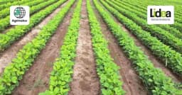 Rekordni prinosi na vidiku: Lideine sorte soje Tribor i Mediator obećavaju čuda