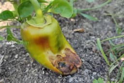 Bolesti paprike koje uništavaju plod i prinos