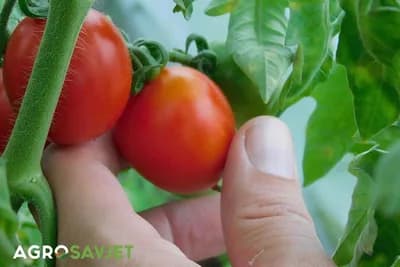 Pijani paradajz! Nećete vjerovati šta mu može učiniti injekcija votke