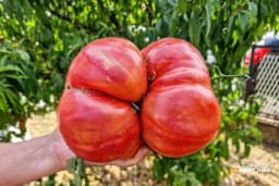 U Janji kod Bijeljine rodio paradajz težak 1,660 kg (FOTO)