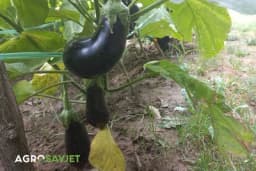 Uslovi za rast i razvoj patlidžana