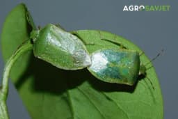 Uz ovaj trik riješite se smrdibuba