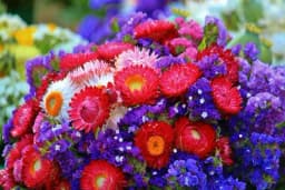 Otkrijte koje je cvijeće najbolje za sušenje i kojih 7 koraka morate da preduzmete