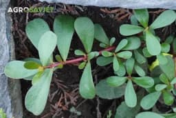 Čudesne moći TUŠTA: Otkrijte ljekovita i kulinarska blaga ove drevne biljke