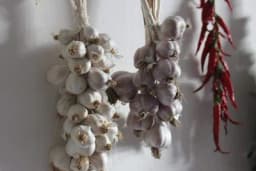 Optimalno vrijeme za vađenje bijelog luka i pravilno sušenje prije skladištenja