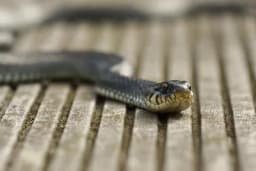 KAKO DA ZAŠTITITE KUĆU OD ZMIJA? Nabavite jednu od ova 2 kućna ljubimca i budite bezbijedni