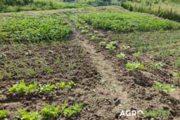 Šta se sije/sadi u septembru: Pripremite baštu za obilan rod