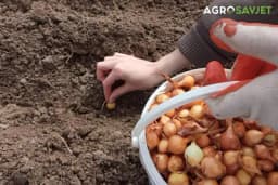 Sadnja luka u jesen: Savjeti i najbolje sorte za uspješnu berbu