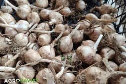 Kako sačuvati bijeli luk od propadanja nakon vađenja?