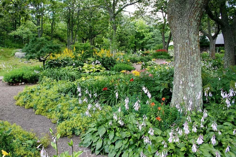 Koje biljke mogu da rastu ispod drveća