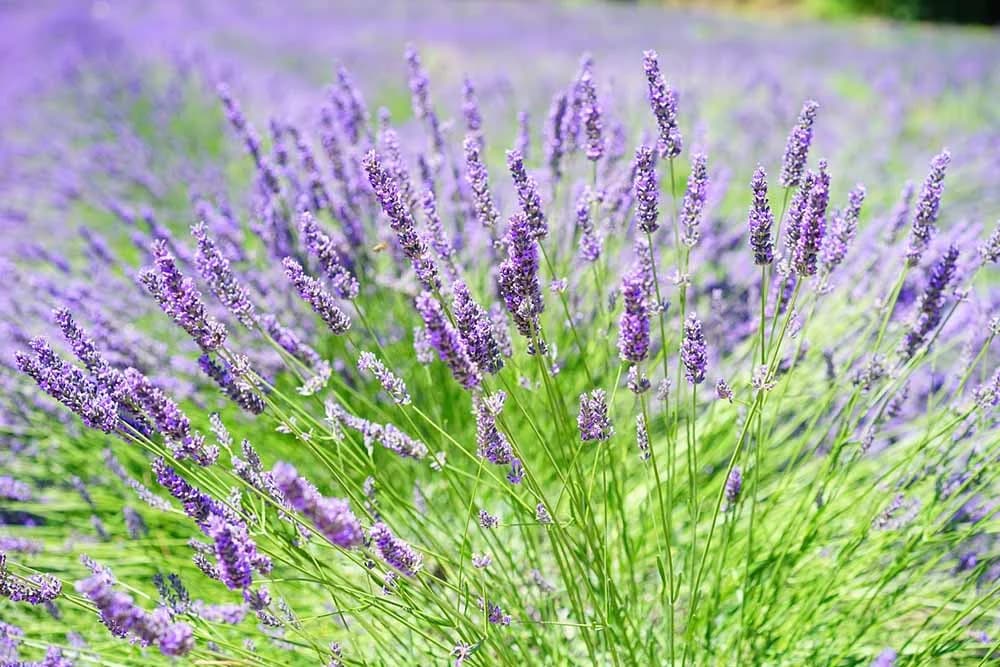 lavanda